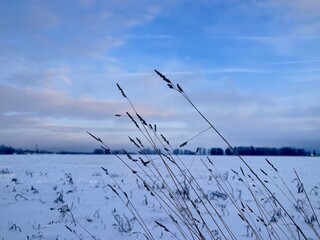 winter landscape with snow