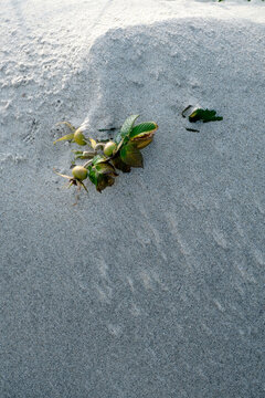 Green Seaweed on Rippled Sand with Sunlight and Shadows