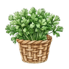 Naklejka premium Parsley Flower Basket, detailed watercolor clipart vector, isolated on a pure white background.
