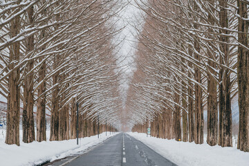 滋賀 メタセコイア並木の雪景色