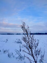 winter season with snow