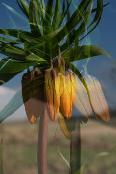 Artistic Double Exposure of Fritillaria Imperialis Bloom against Blue Sky