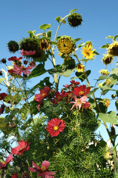 Vibrant Summer Garden: Sunflowers and Cosmos Against a Clear Blue Sky