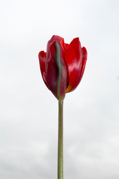 red tulip with green stripe in low angle over blue sky