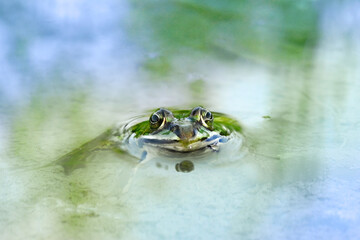 Obraz premium Kleiner Wassefrosch im Wasser schaut frontal in die Kamera, verwunschener Märchenprinz in Form eines Frosches, Frosch will geküsst werden, küss mich