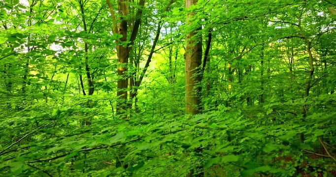 Gentle cinematic flight inside a lush beech forest, filled with fresh spring greens and soft natural light. Calm forward movement through dense foliage creates a peaceful, relaxing nature atmosphere.