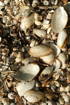 Close-up of Assorted Seashells and Fragments on a Beach Shoreline