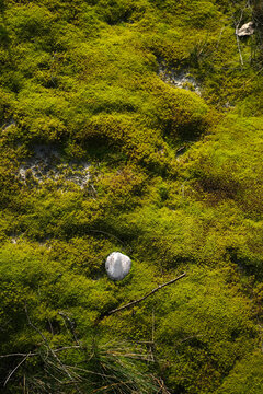 Lush Green Moss Texture with White Seashell and Small Stick on Forest Floor
