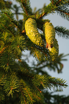 Young Green Spruce Cones on Branch in Sunlight