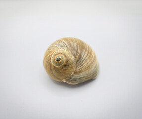 High resolution photograph of natural seashell and coral collection isolated on pure white background with soft shadows  for beach, summer, ocean, travel, education and creative design. Sea creatures.