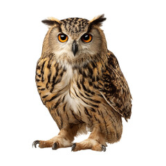 Obraz premium PNG of Majestic owl with striking orange eyes, showcasing intricate feathers and sharp features.