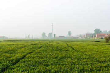Tranquil Morning in Lush Green Fields with Misty Atmosphere and Vibrant Nature