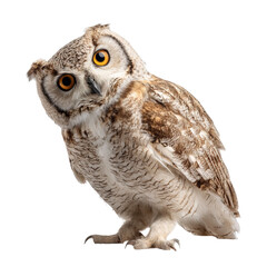 Obraz premium PNG of A captivating owl with striking orange eyes and detailed feathers, showcasing its unique features.