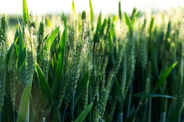 Lush Green Wheat Field at Sunset Illuminated by Golden Light