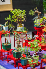Elegant Display of Unique Bonsai Trees in Vibrant Pots and Stands