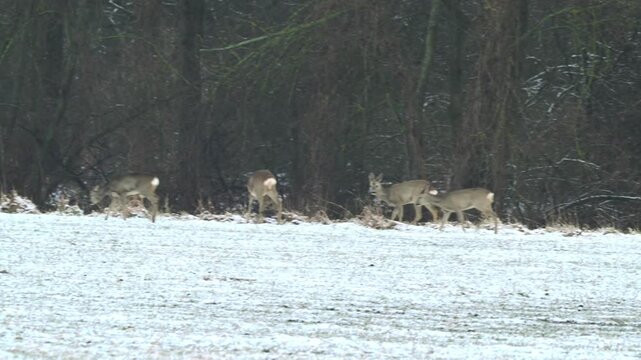 Rehe im Winter am Waldesrand