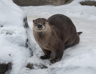 Naklejka premium An otter in a zoo enclosure stands on snow and looks directly at the camera, with whiskers and sleek dark fur dusted by winter flakes