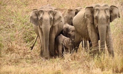 Asian elephant family protecting calves in natural forest habitat, India. © Debargho