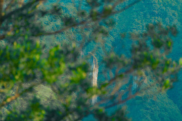 green moss on the wall