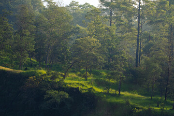 morning in the woods