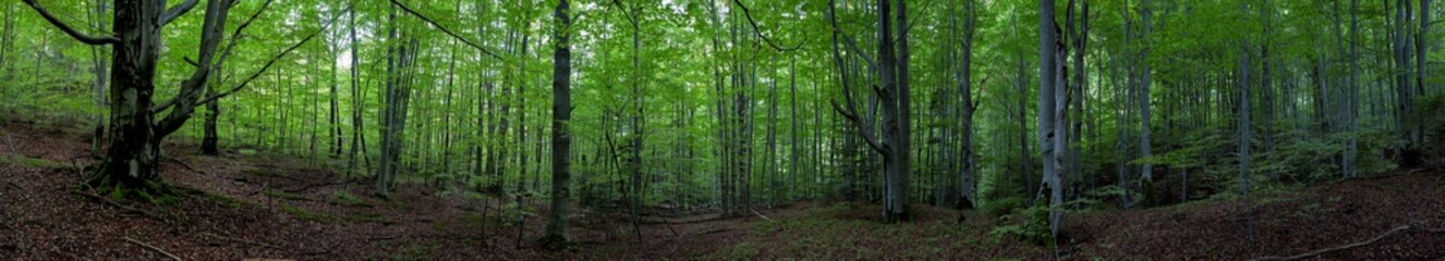 Panoramic nature landscape, soft pastel colors, dream nature, sunset autumn background, peaceful amazing nature panorama