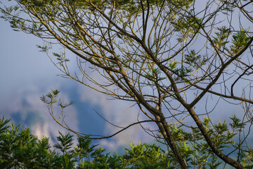 tree branches against blue sky