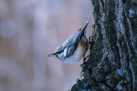 Eurasian Nuthatch Perched on Tree Trunk with Seed in Beak, Winter Wildlife Close-Up