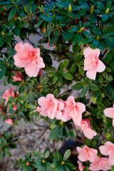 Fototapeta premium vibrant pink azalea flowers blooming on a bush with lush green leaves. The flowers are in full bloom, showcasing their delicate petals and intricate details. The background is slightly blurred, emphas