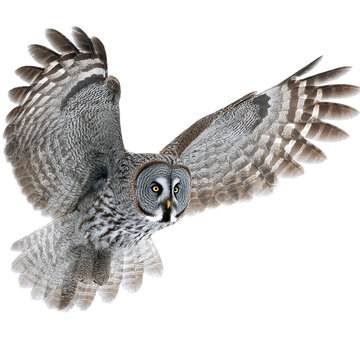 PNG of A majestic great gray owl in mid-flight with wings fully extended.