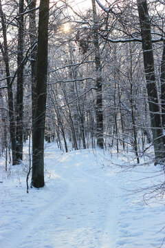 A quiet winter forest with snow covered trees along a frozen path. A serene winter landscape features a frozen path winding through a snow-covered forest under a clear blue sky on a cold December day.