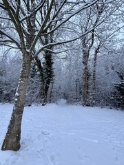 trees in the snow