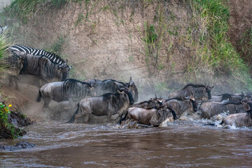 Small crossing across Mara River in Kenya. Zebras and wildebeest from Masai mara to Serengeti, Africa