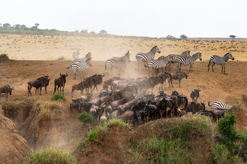 Fototapeta premium Small crossing across Mara River in Kenya. Zebras and wildebeest from Masai mara to Serengeti, Africa