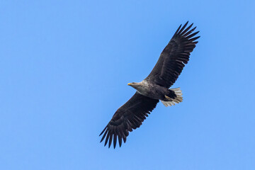 Obraz premium Majestic white-tailed eagle soaring high above Arkemheenpolder in the Netherlands