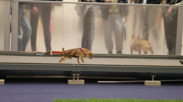 Strong chihuahua dog running and pulling weight