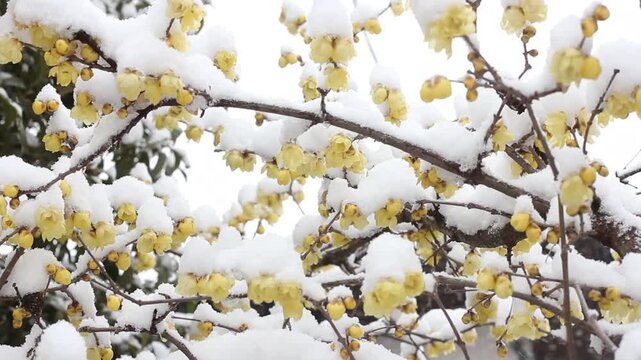 Winter sweet Robai flower blossoming under a cover of white snow