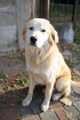 Fototapeta premium Golden retriever dog sitting on green grass outdoors, natural light