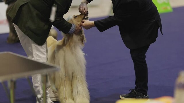 Judge inspecting afghan hound teeth at dog show