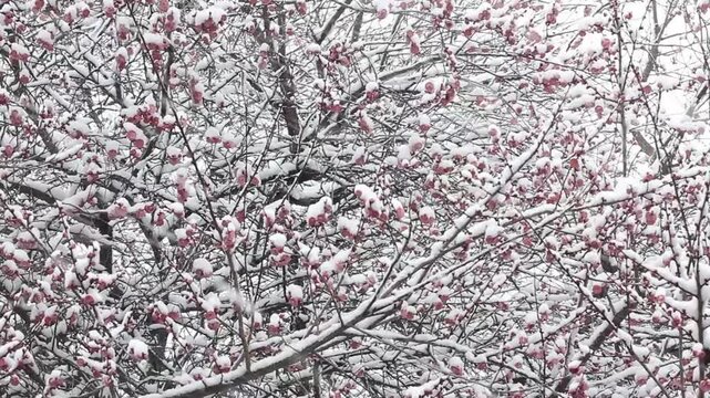 Japanese plum ume blossoming under the cover of snow, Kyoto, Japan