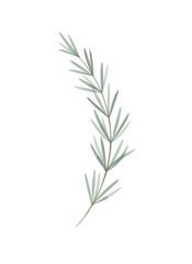 Fototapeta premium Watercolor illustration of a single green rosemary sprig on a white background. Botanical drawing for herb, cooking, and health concept.