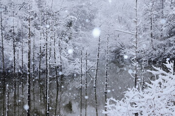 雪の都立小山内裏公園水没林