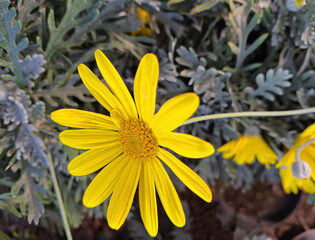 cheerful macro of vivid yellow daisies with dew drops