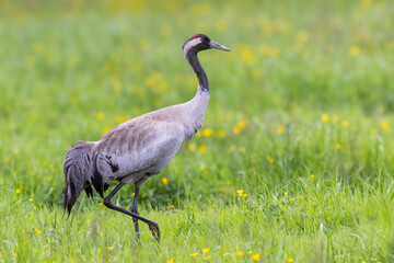 Common crane walking through a lush green meadow in Jotunheimen National Park, Norway during early summer © Gertjan Hooijer