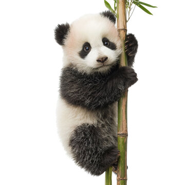 PNG of Adorable baby panda climbing a bamboo stalk, showcasing its playful nature.