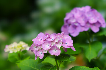 Fototapeta premium アジサイ, hydrangea,