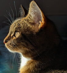 Chat de profil en plan rapproché, regardant vers le soleil couchant. © astree