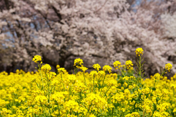 Obraz premium 菜の花と桜