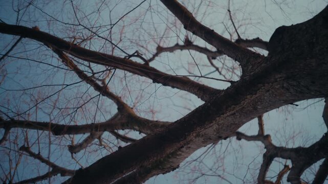 Healthy tree with leaves and branches under daylight conditions.