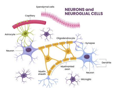 Vector infographic of Neuron and glial cells (Neuroglia). Astrocyte, microglia and oligodendrocyte, ependymal cells (ependymocytes and tanycytes)