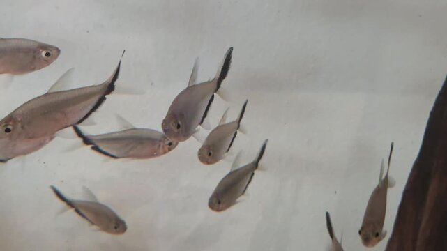 School of Black Phantom Tetras Swimming in Freshwater Aquarium.